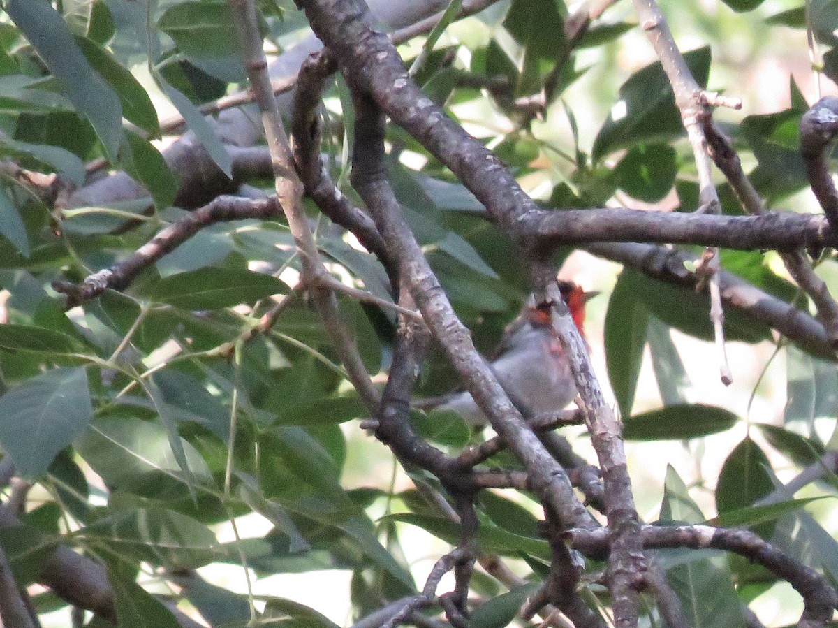 Red-faced Warbler - Jerri Kerr