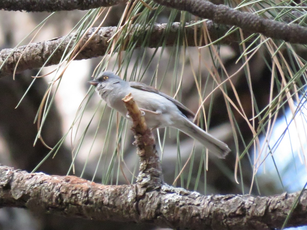 Yellow-eyed Junco - ML621325060