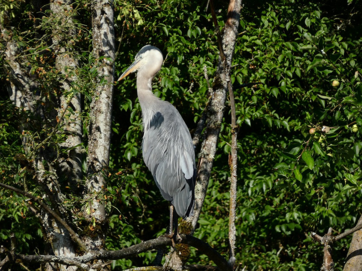 Great Blue Heron - ML621325131