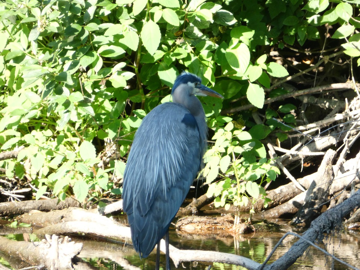 Great Blue Heron - ML621325132