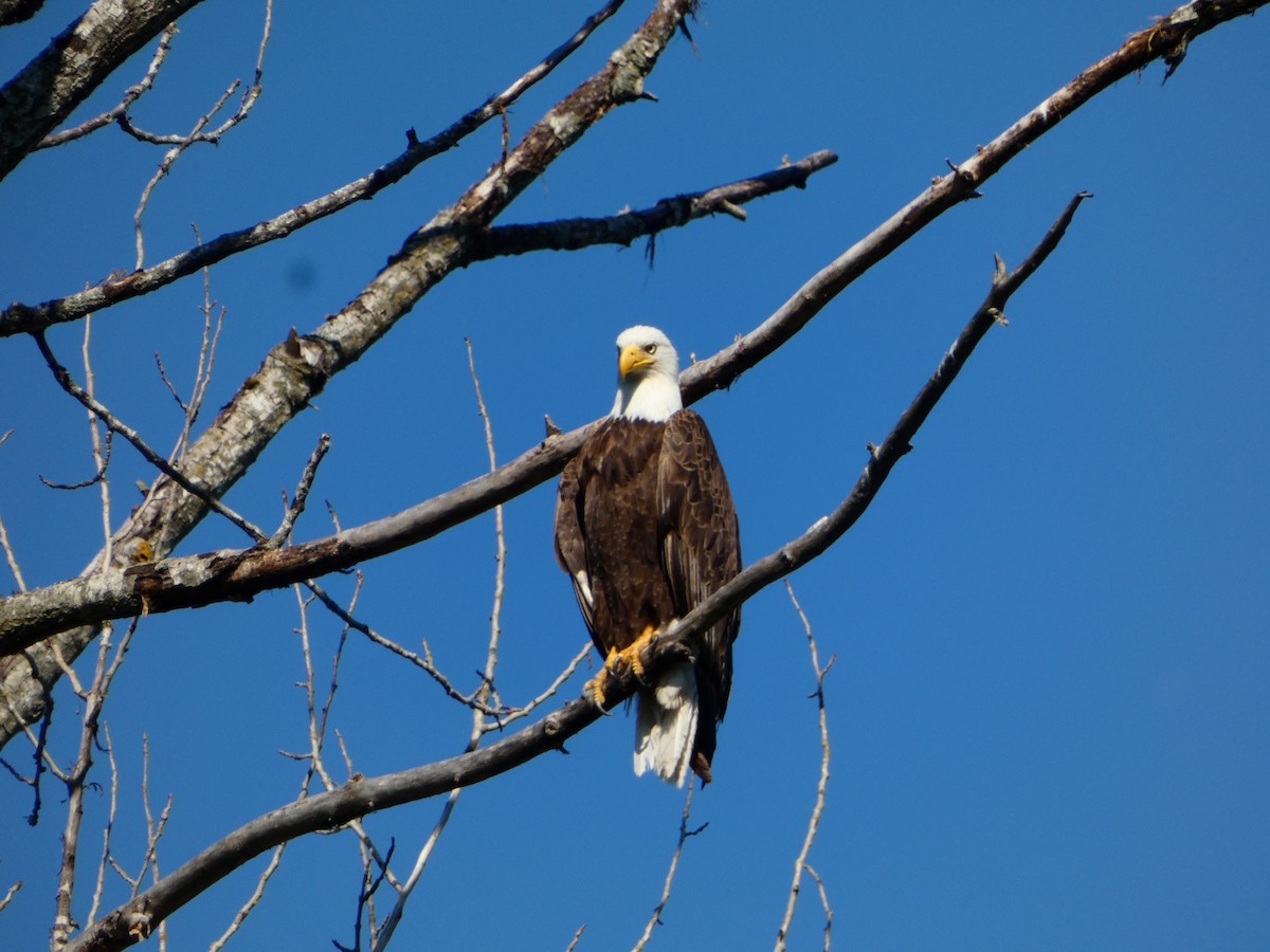 Bald Eagle - ML621325136