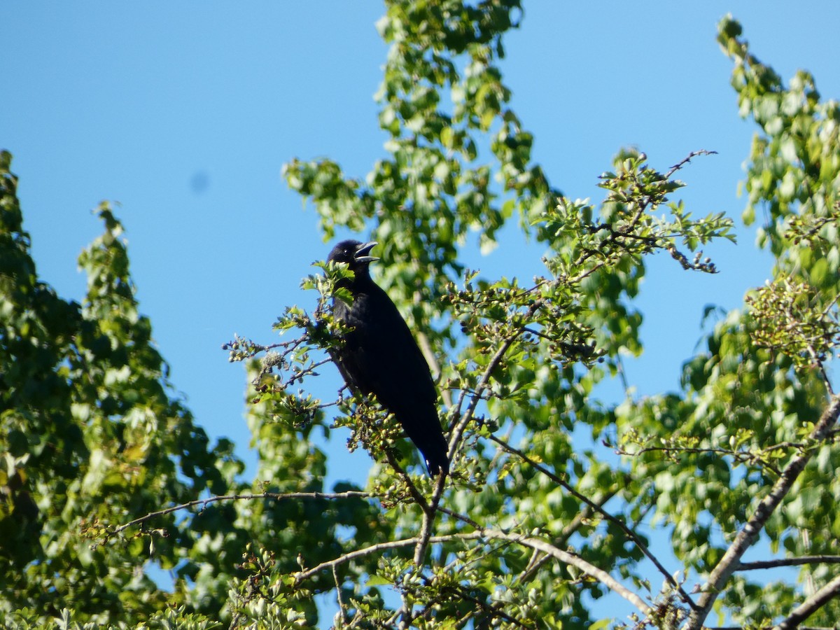 American Crow - ML621325139