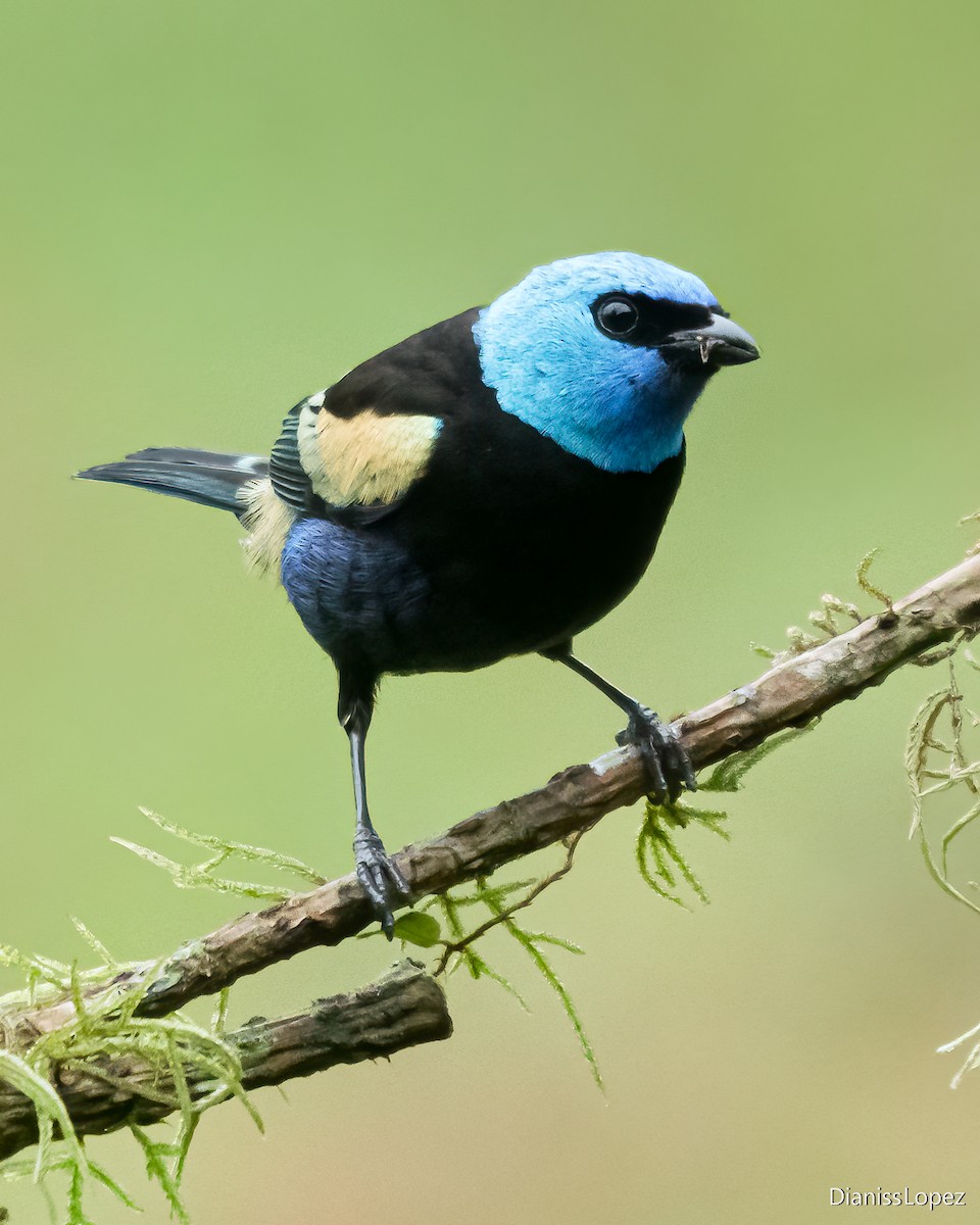 Blue-necked Tanager - ML621325312