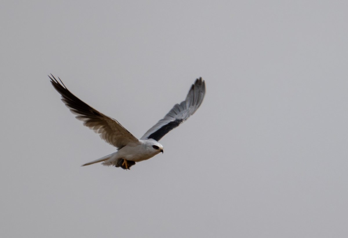 White-tailed Kite - ML621325341