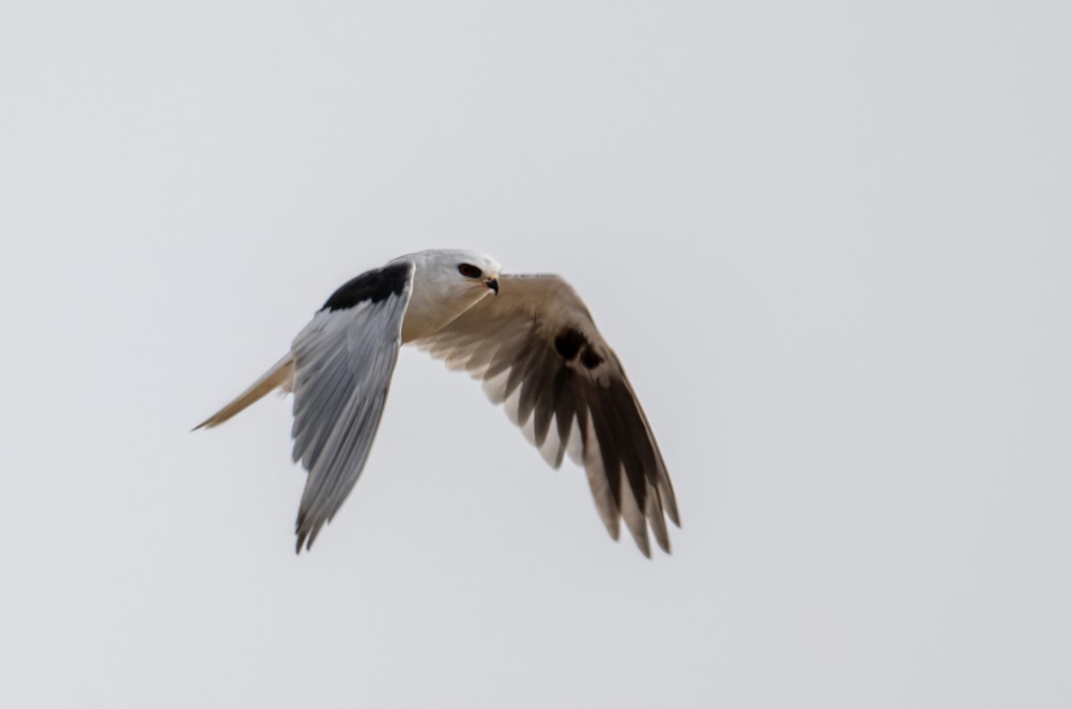 White-tailed Kite - ML621325342