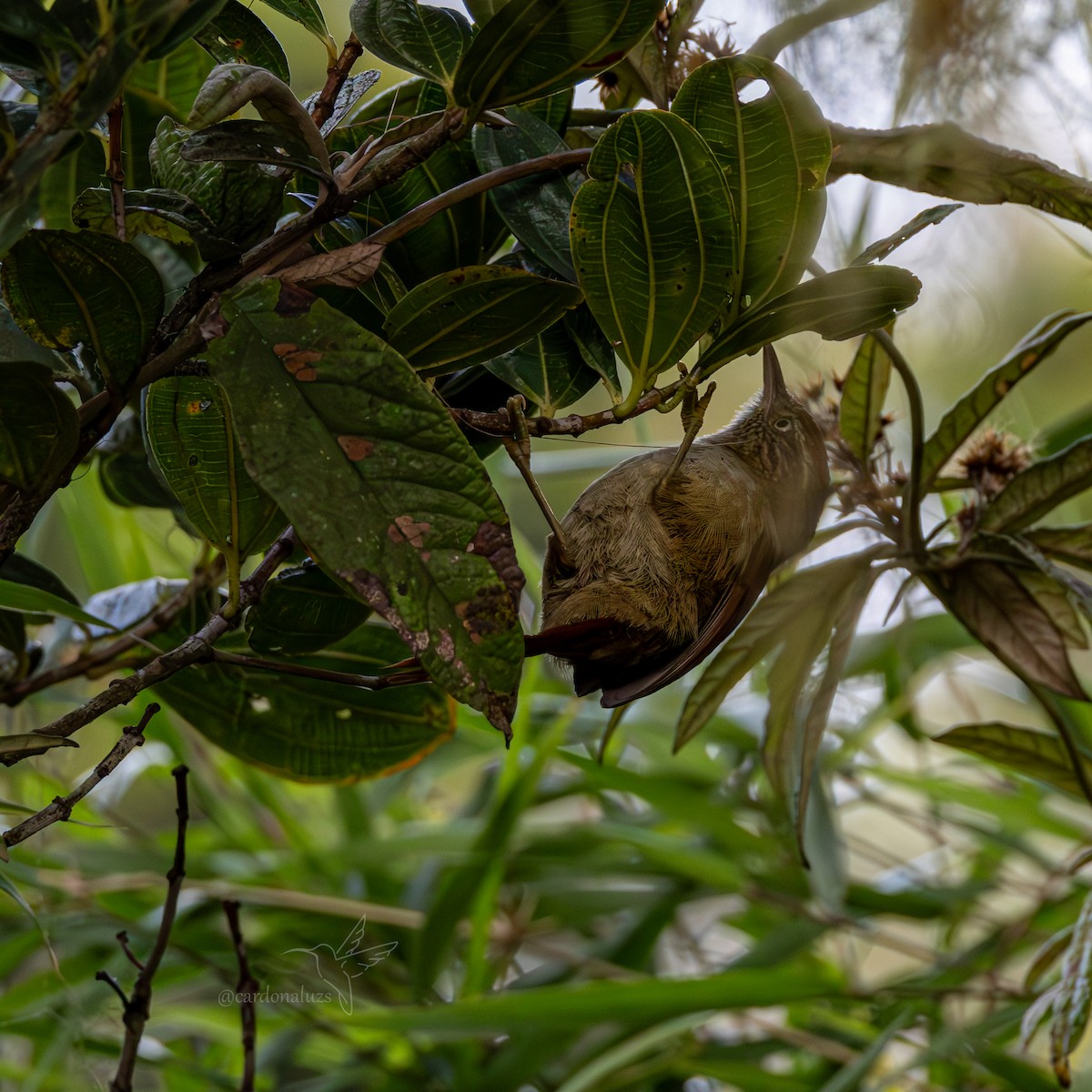 Streak-capped Spinetail - ML621325349