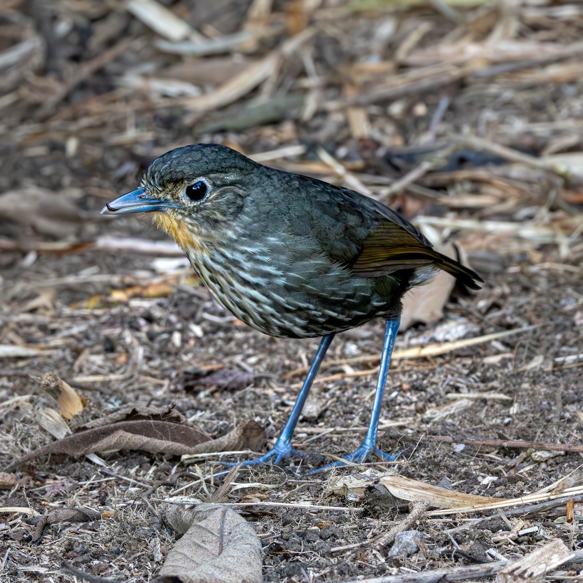 Santa Marta Antpitta - ML621325369