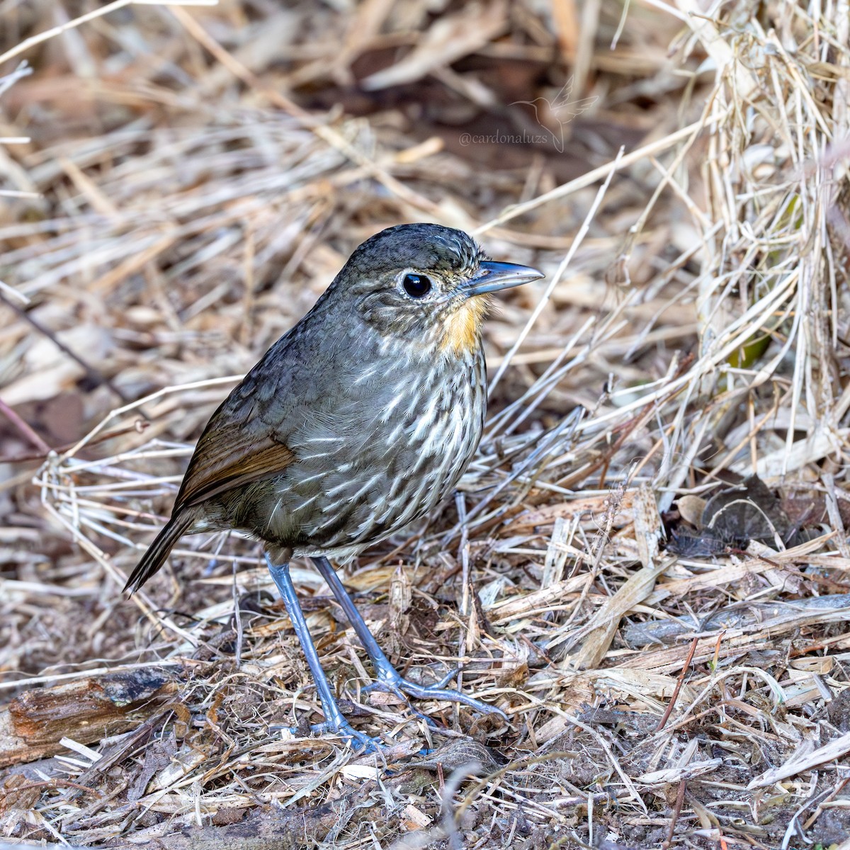 Santa Marta Antpitta - ML621325371