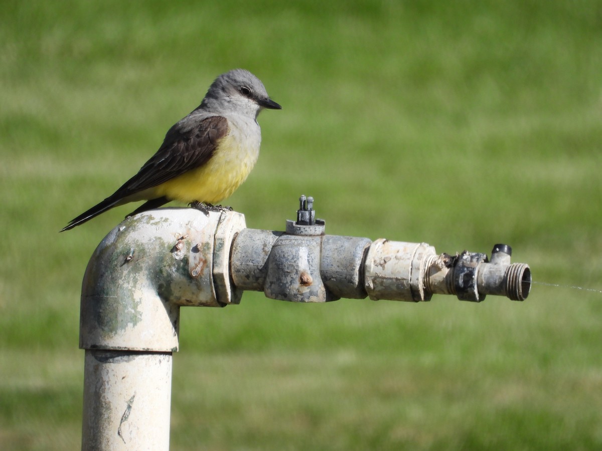 Western Kingbird - ML621325403