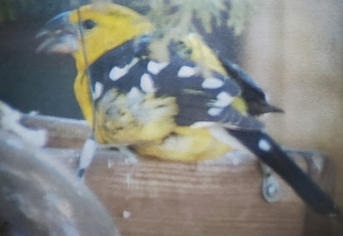 Yellow Grosbeak - ML621325449