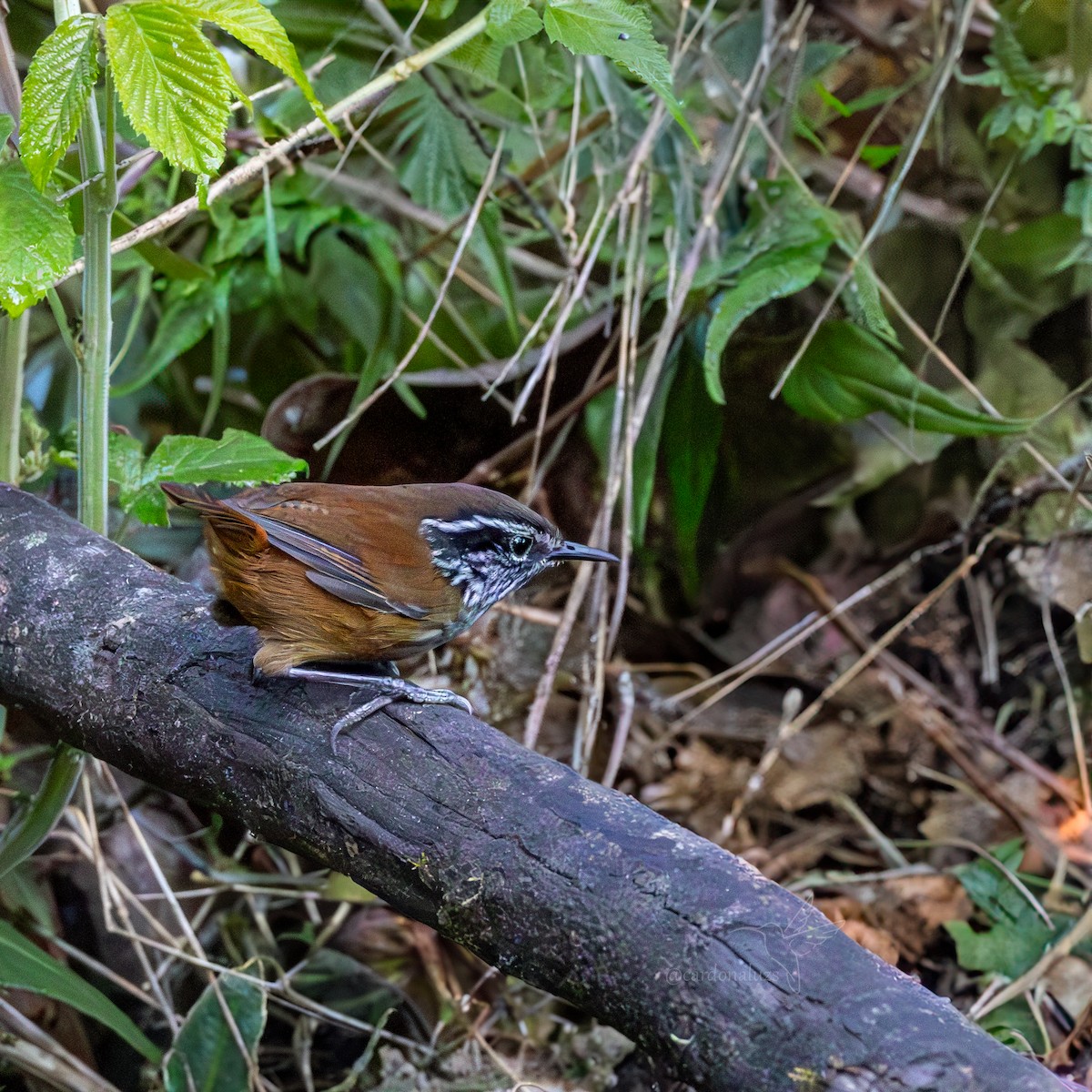 Hermit Wood-Wren - ML621325516