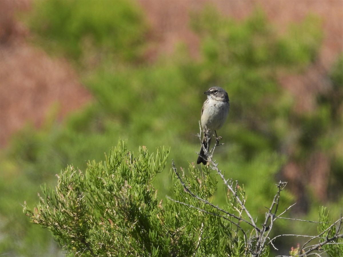 Sagebrush Sparrow - ML621325557