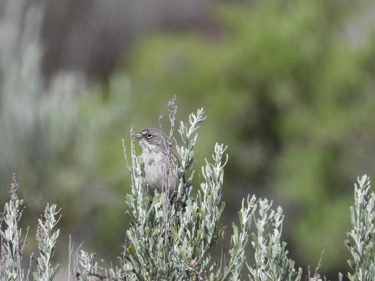 Sagebrush Sparrow - ML621325558