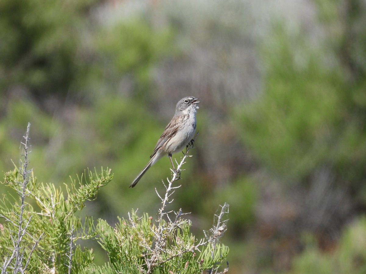 Sagebrush Sparrow - ML621325559