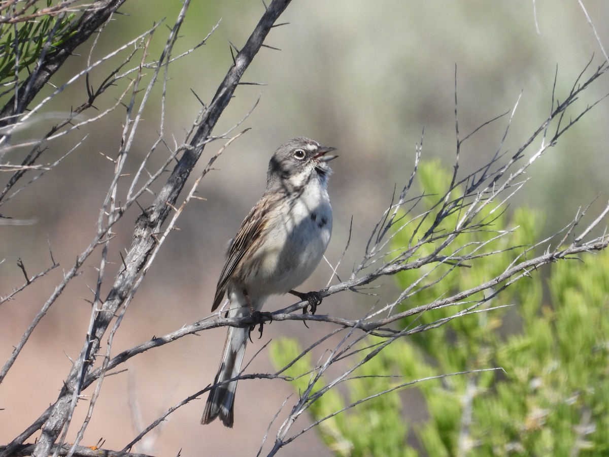 Sagebrush Sparrow - ML621325560