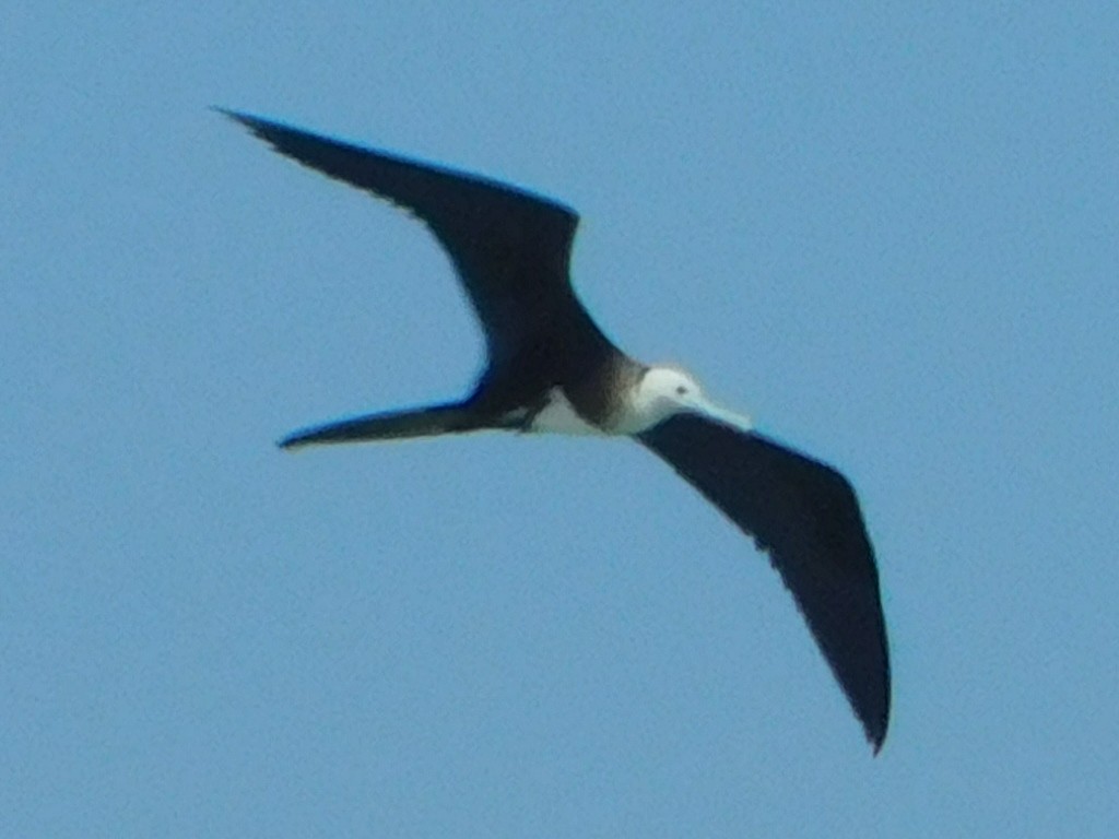Magnificent Frigatebird - ML621325567