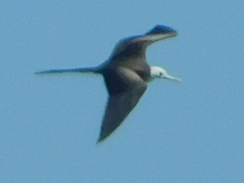 Magnificent Frigatebird - ML621325575