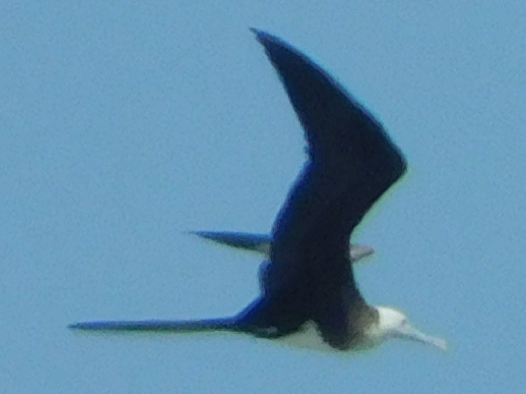 Magnificent Frigatebird - ML621325578