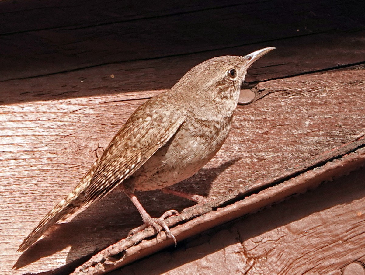 Northern House Wren - ML621325579