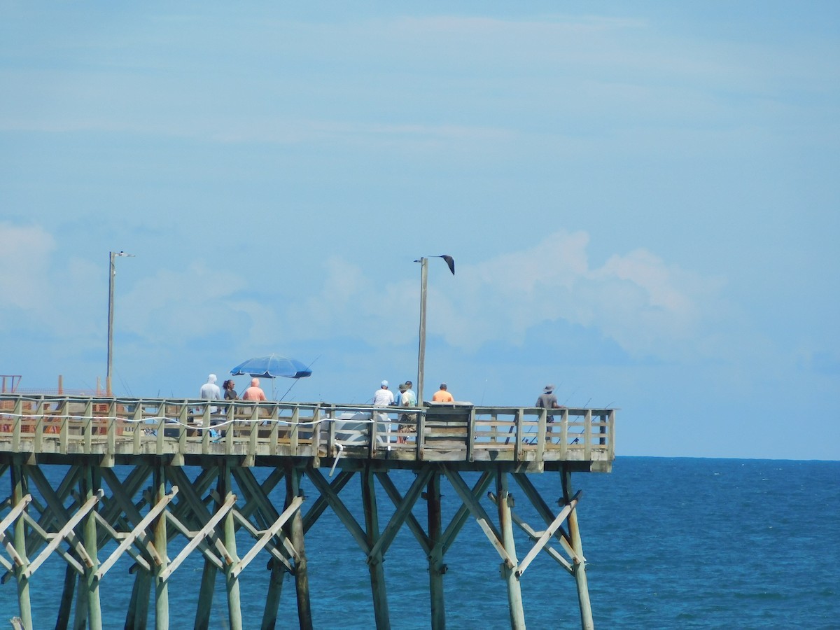 Magnificent Frigatebird - ML621325585