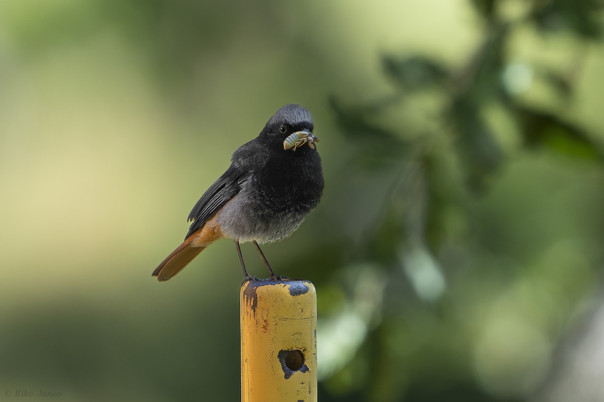 Black Redstart - ML621325613