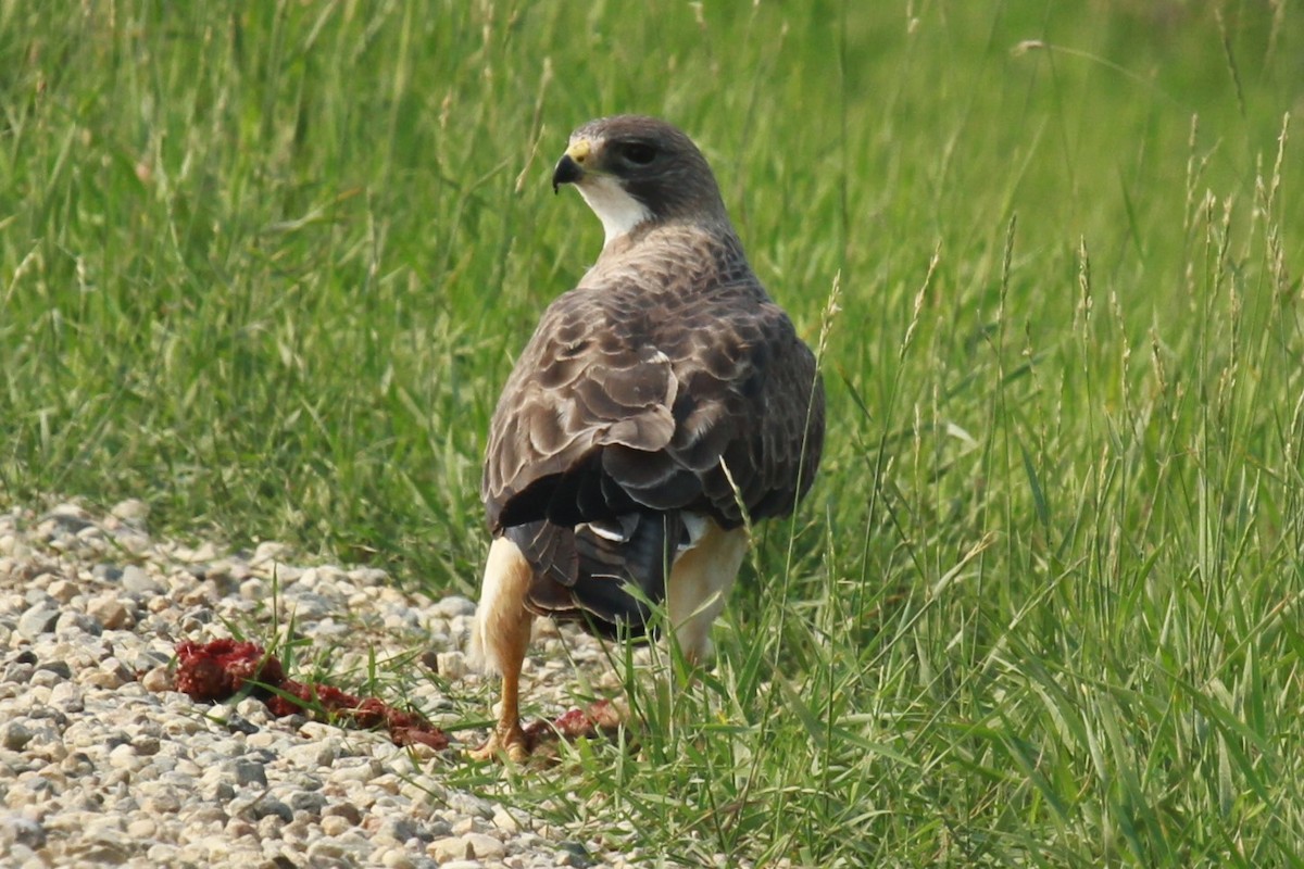 Swainson's Hawk - ML621325635