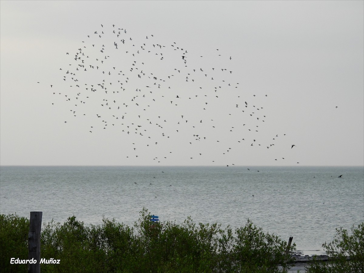 White-rumped Sandpiper - ML621325714