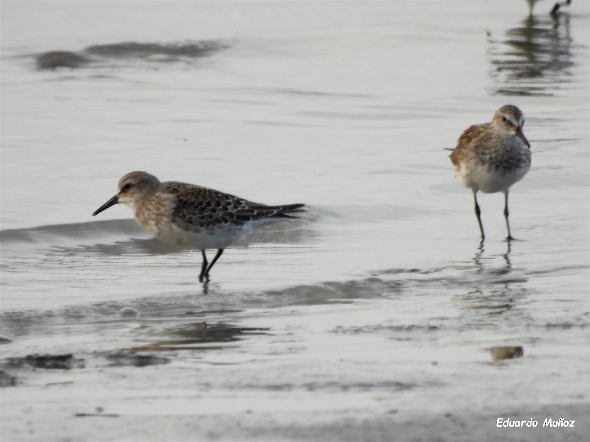 White-rumped Sandpiper - ML621325715