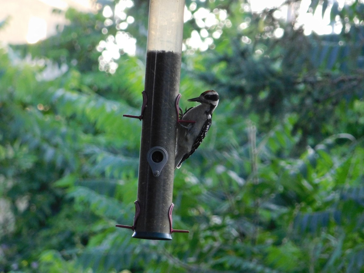 Hairy Woodpecker - ML621325915