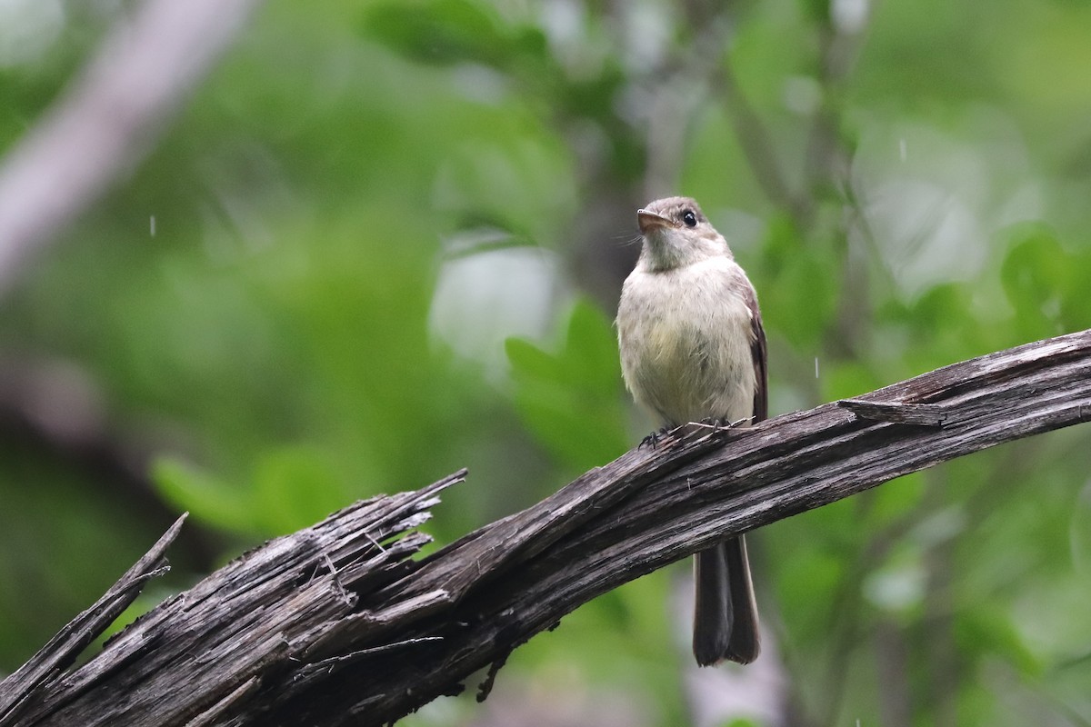 Greater Antillean Elaenia - ML621326106