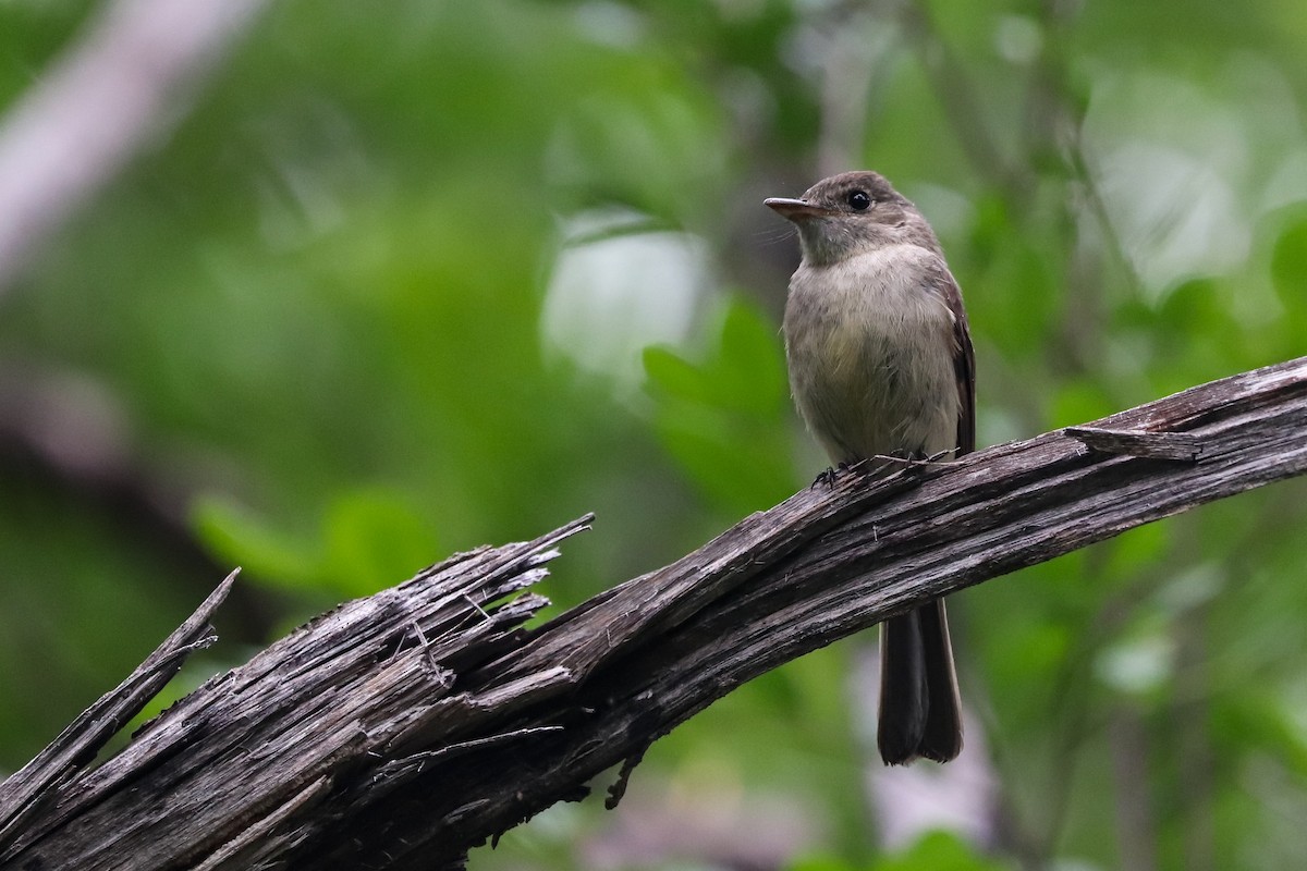 Greater Antillean Elaenia - Clayton Borzini