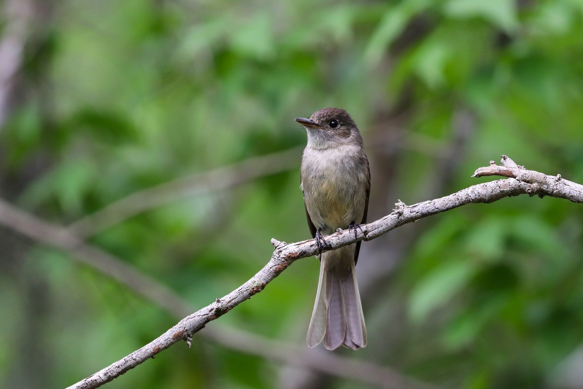 Greater Antillean Elaenia - ML621326195