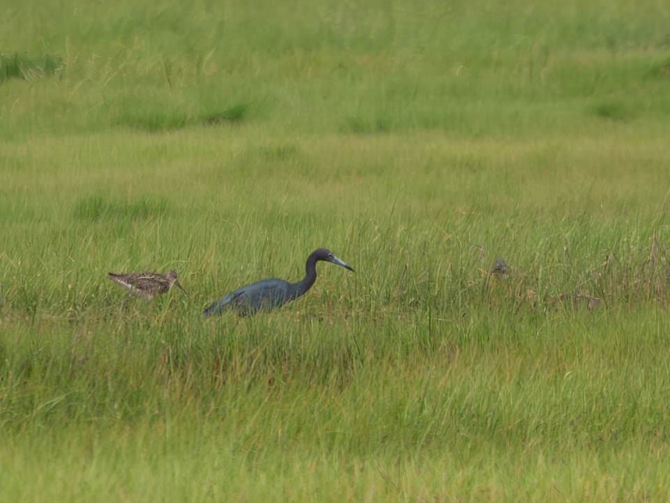 Little Blue Heron - ML621326223