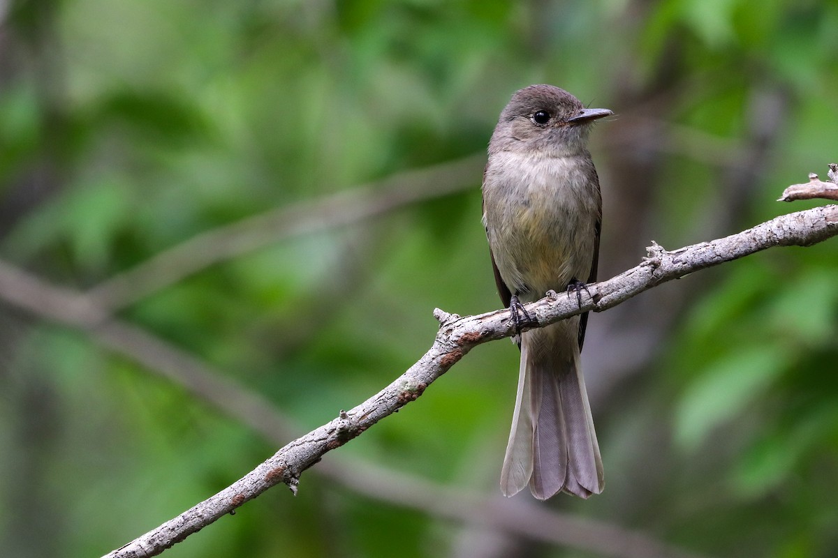 Greater Antillean Elaenia - ML621326225