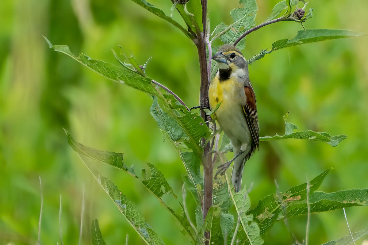 Dickcissel - ML621326288