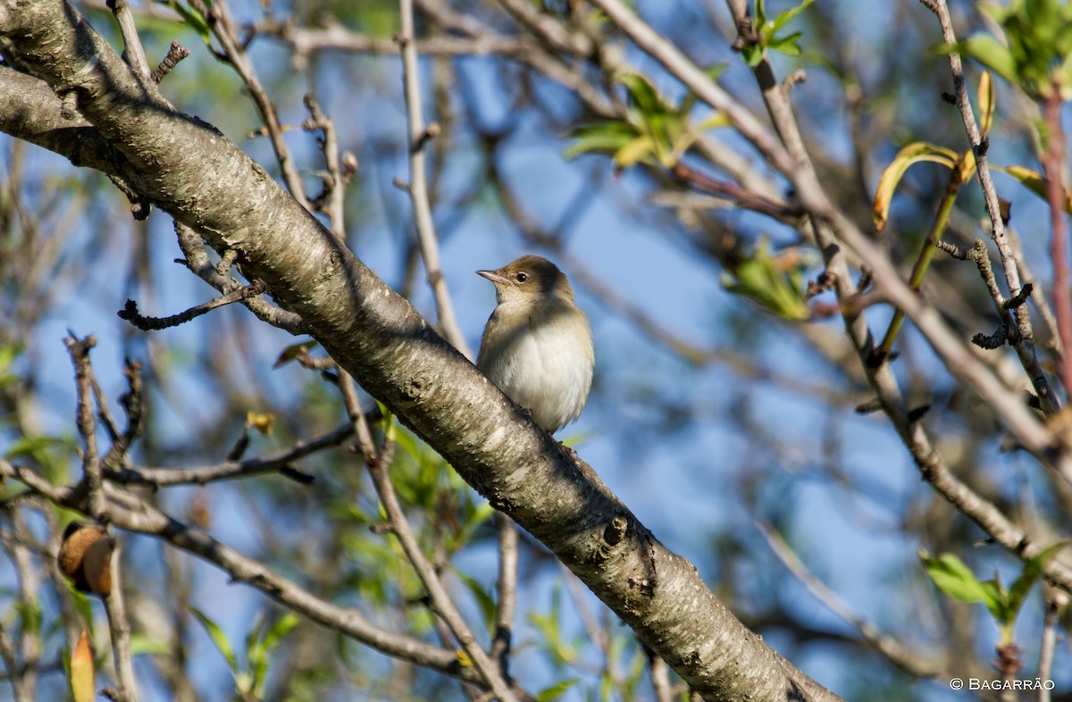 Garden Warbler - Renato Bagarrão