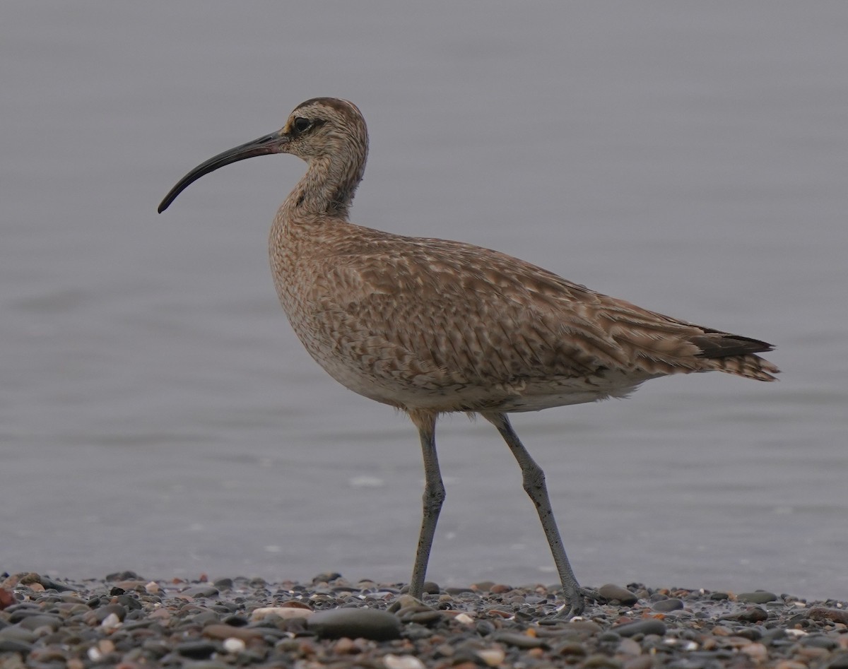 Whimbrel - Richard Block