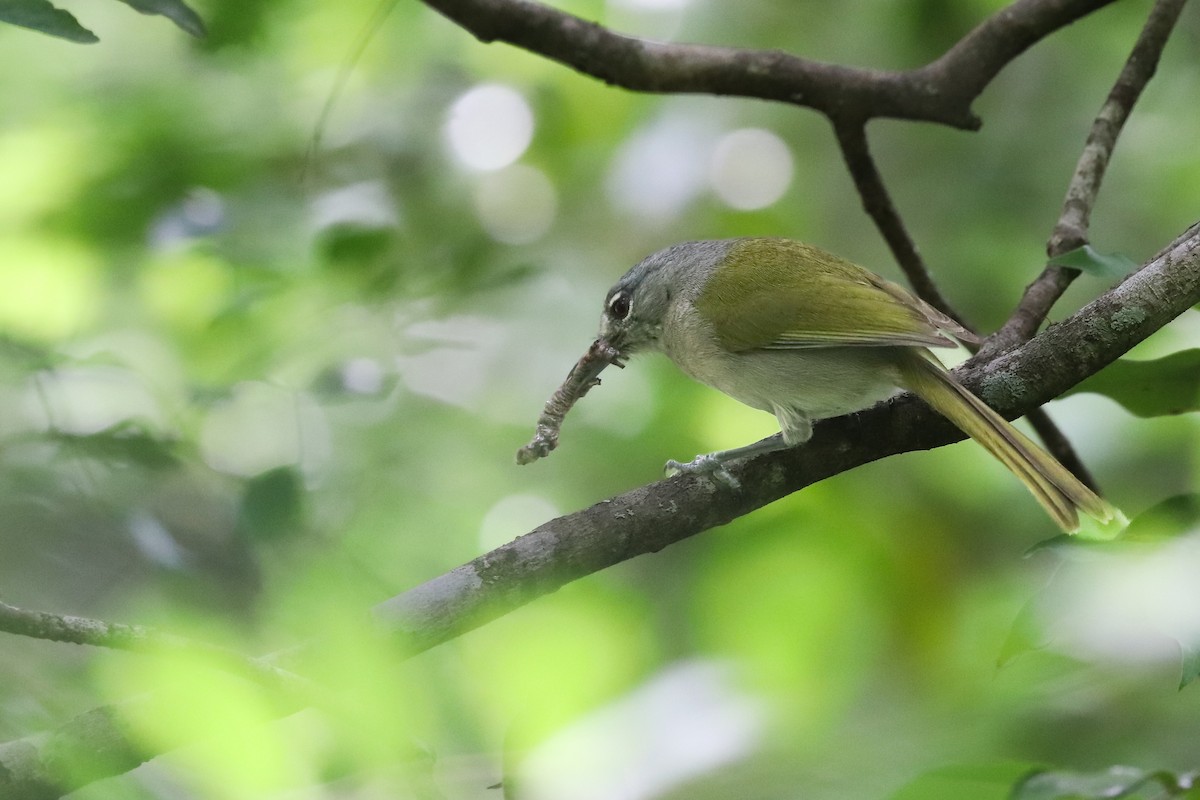 Green-tailed Warbler - ML621326344