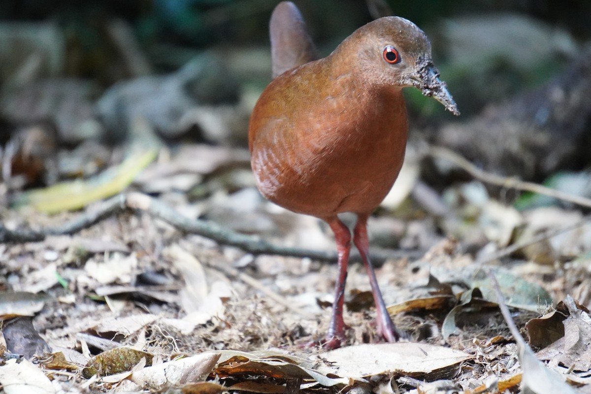 Uniform Crake - ML621326368