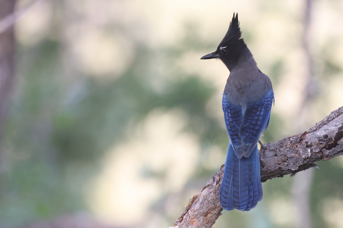 Steller's Jay - ML621326411