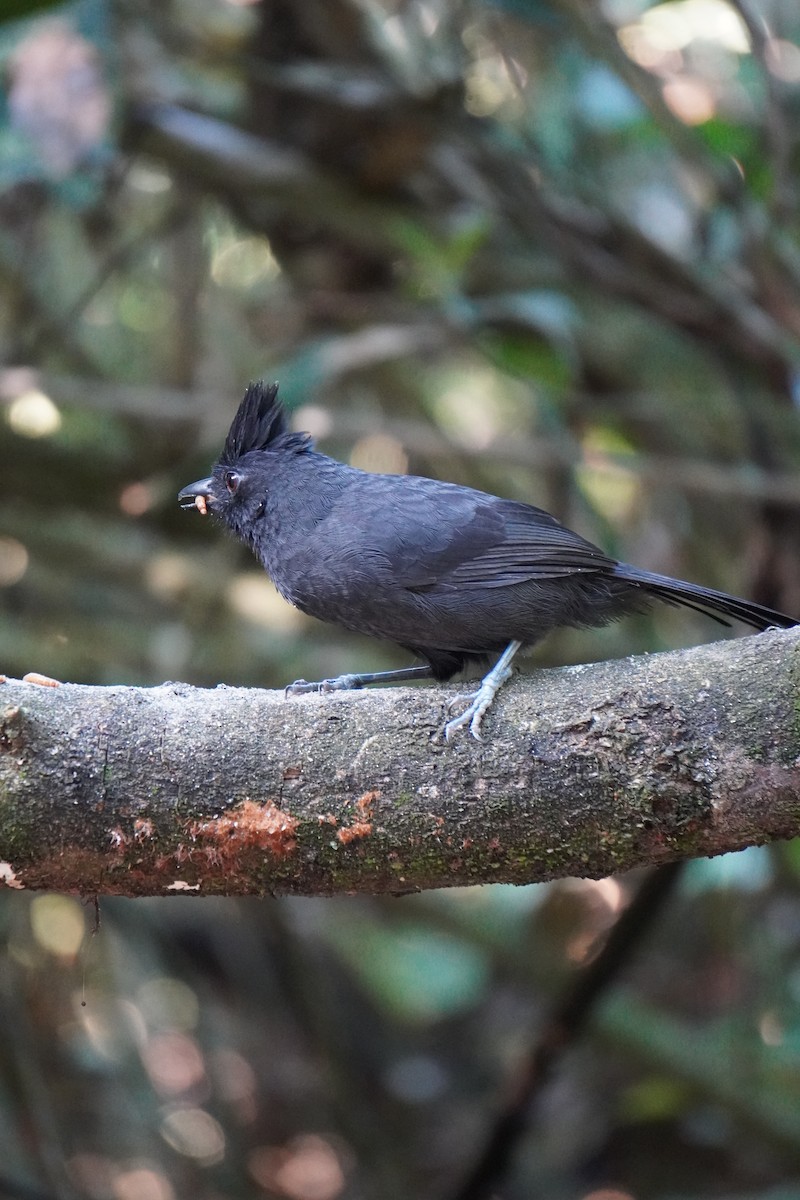 Tufted Antshrike - ML621326419