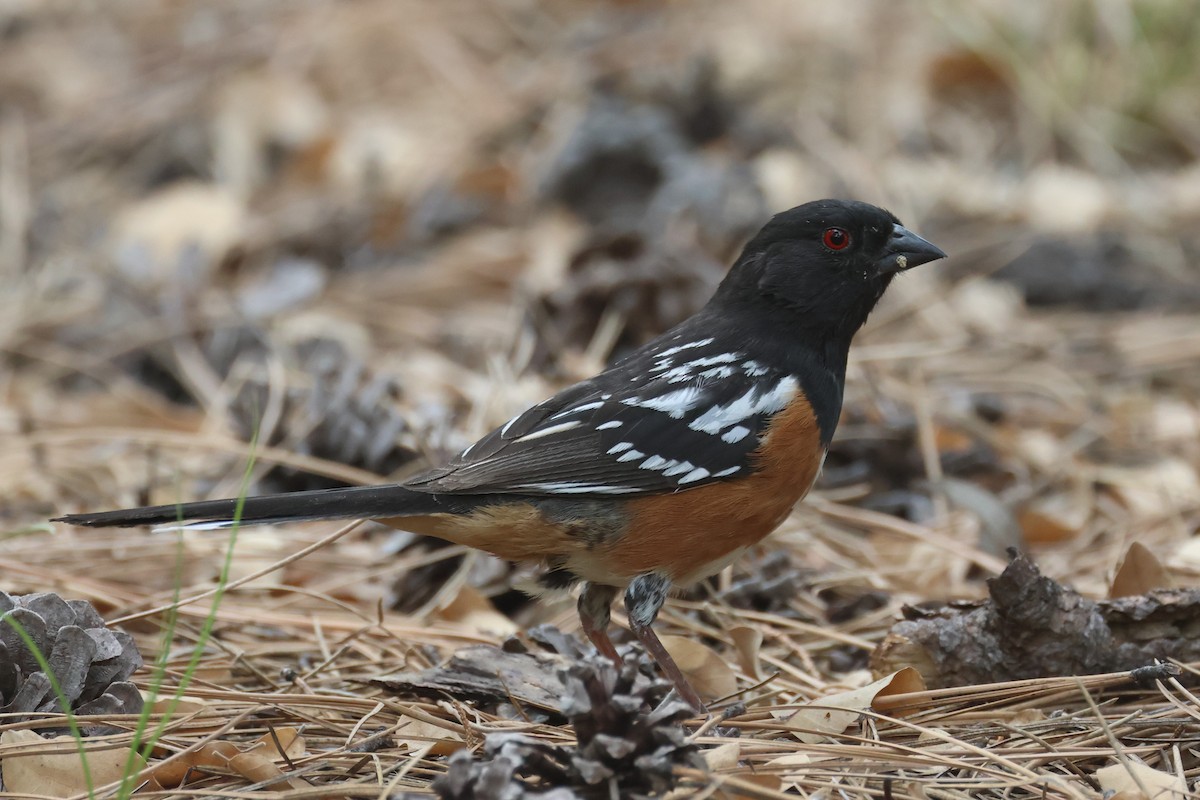 ホシワキアカトウヒチョウ - ML621326420