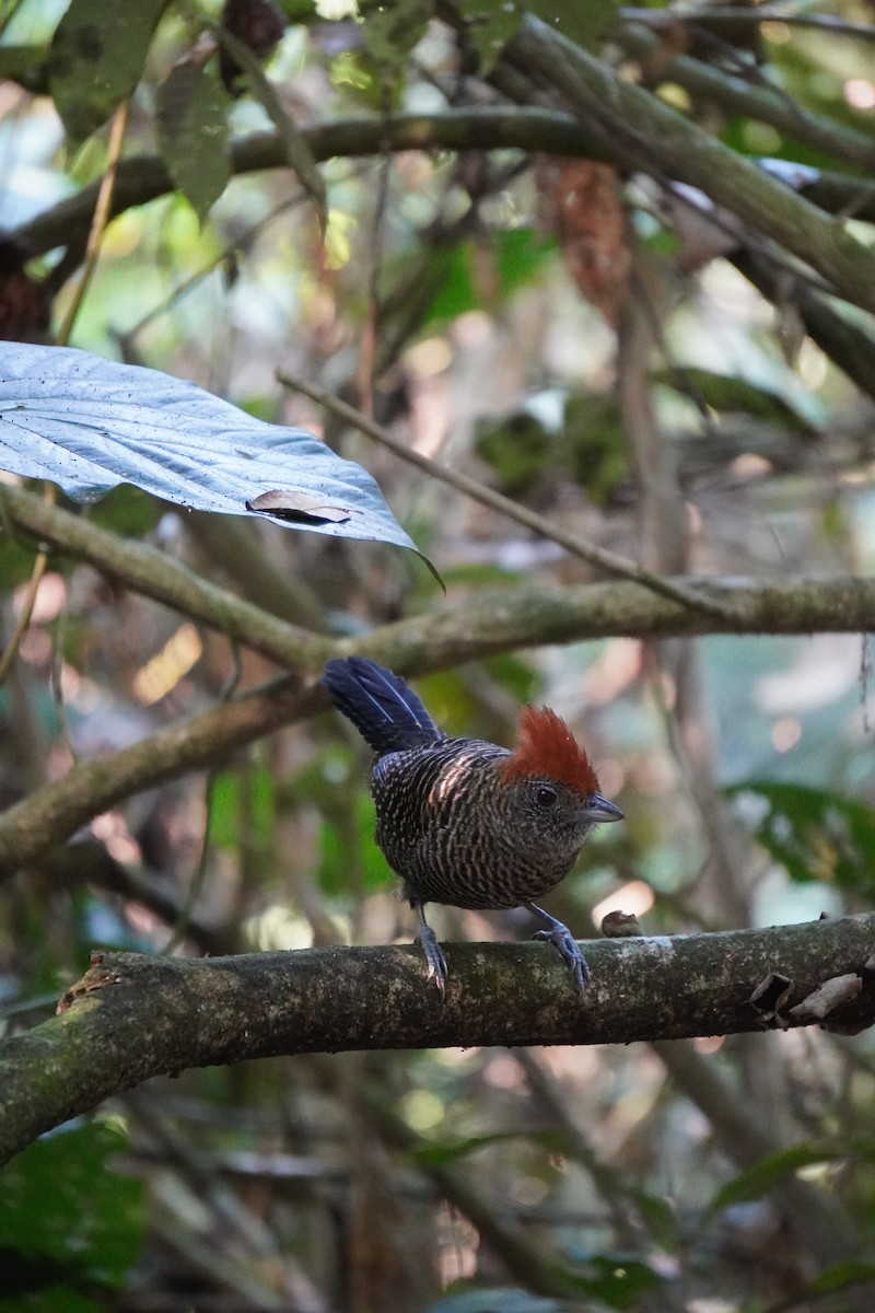 Tufted Antshrike - ML621326464