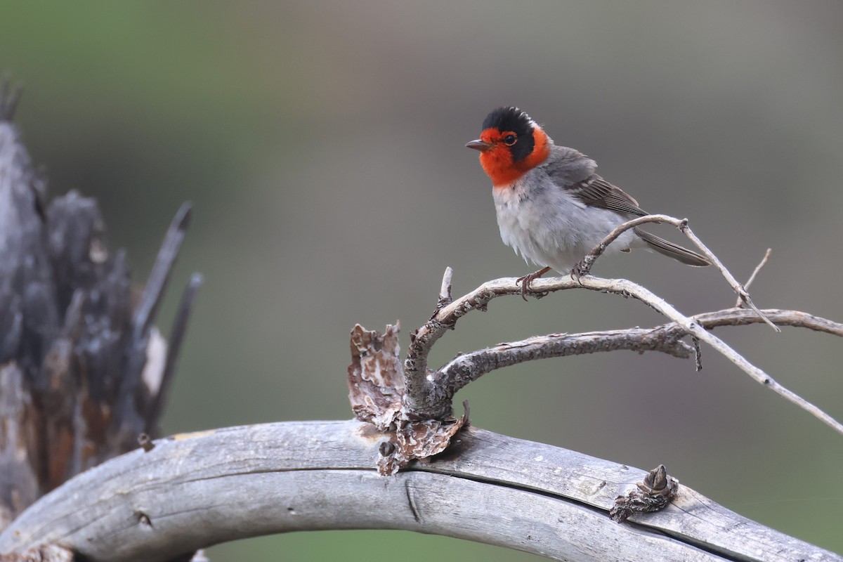 Red-faced Warbler - Tom Forwood JR