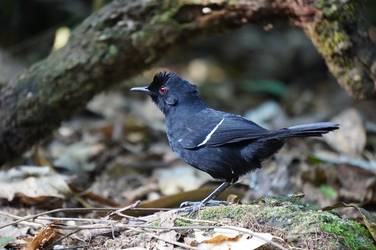 White-shouldered Fire-eye - ML621326501