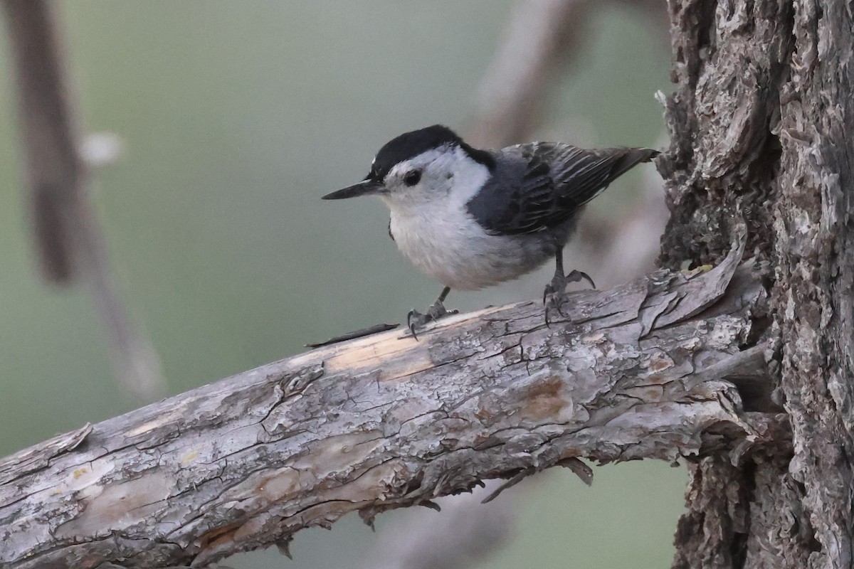 White-breasted Nuthatch (Interior West) - Tom Forwood JR