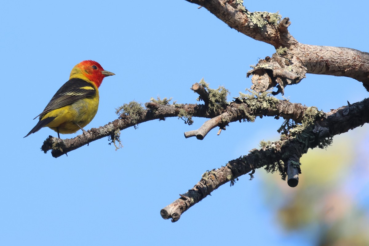 Western Tanager - ML621326566