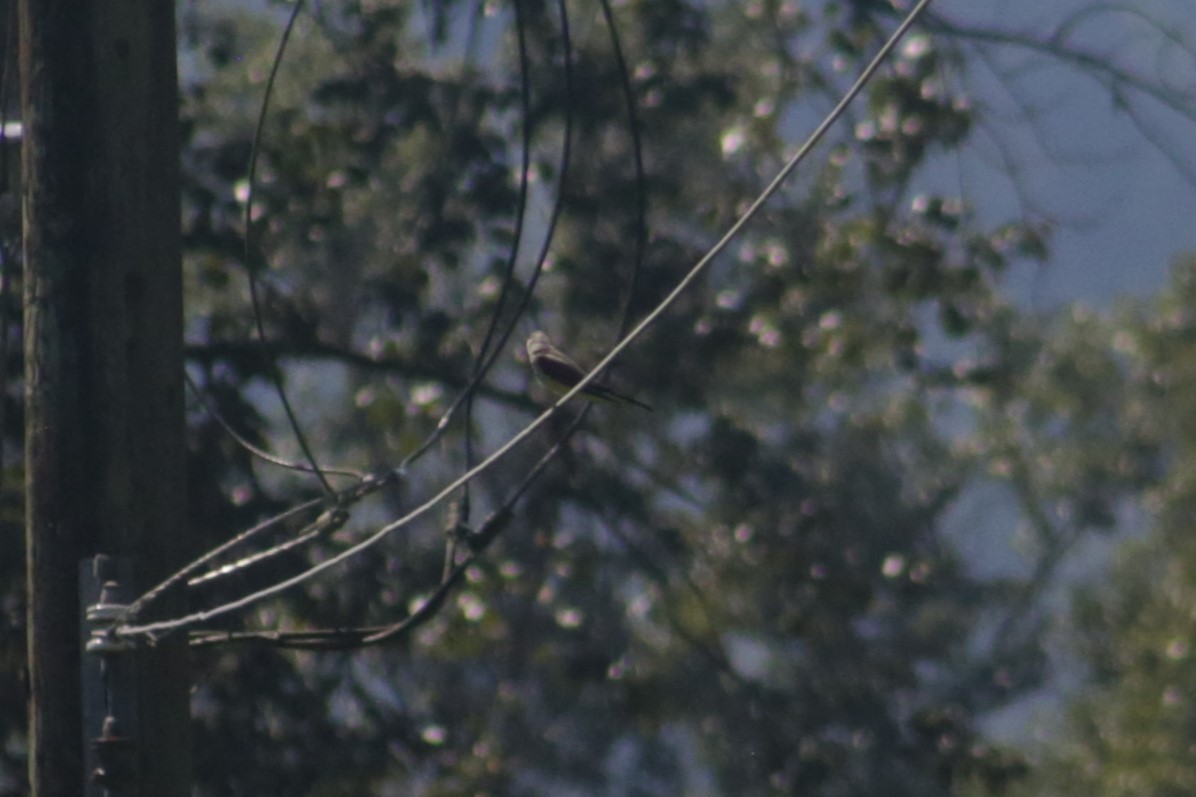 Western Kingbird - ML621326587