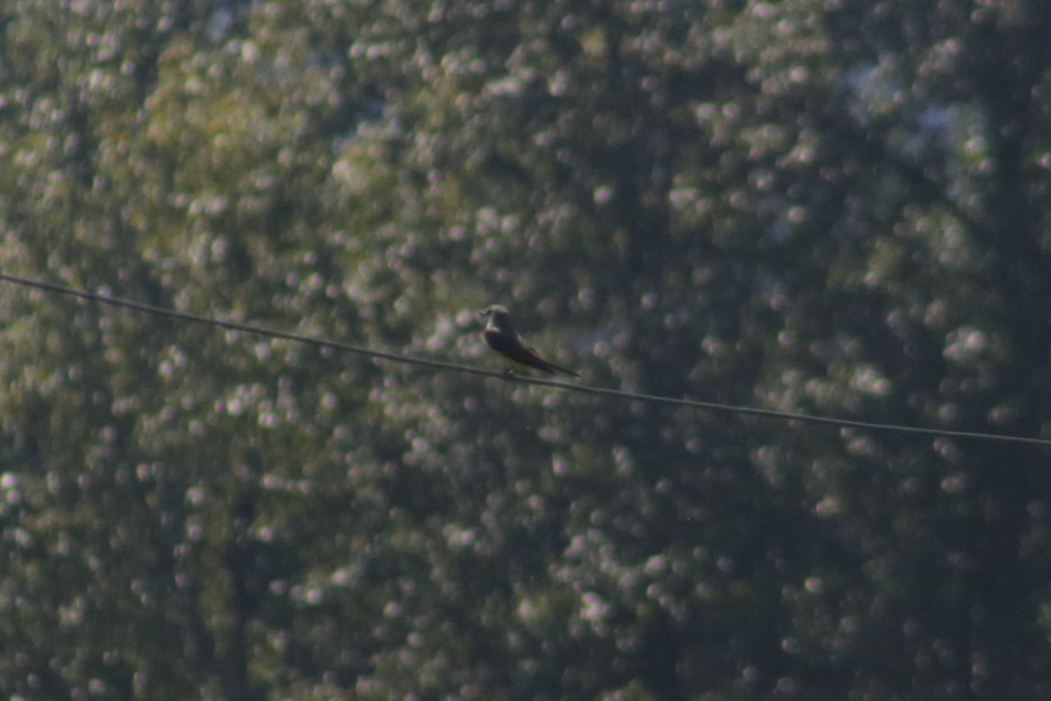 Western Kingbird - Bentley Colwill