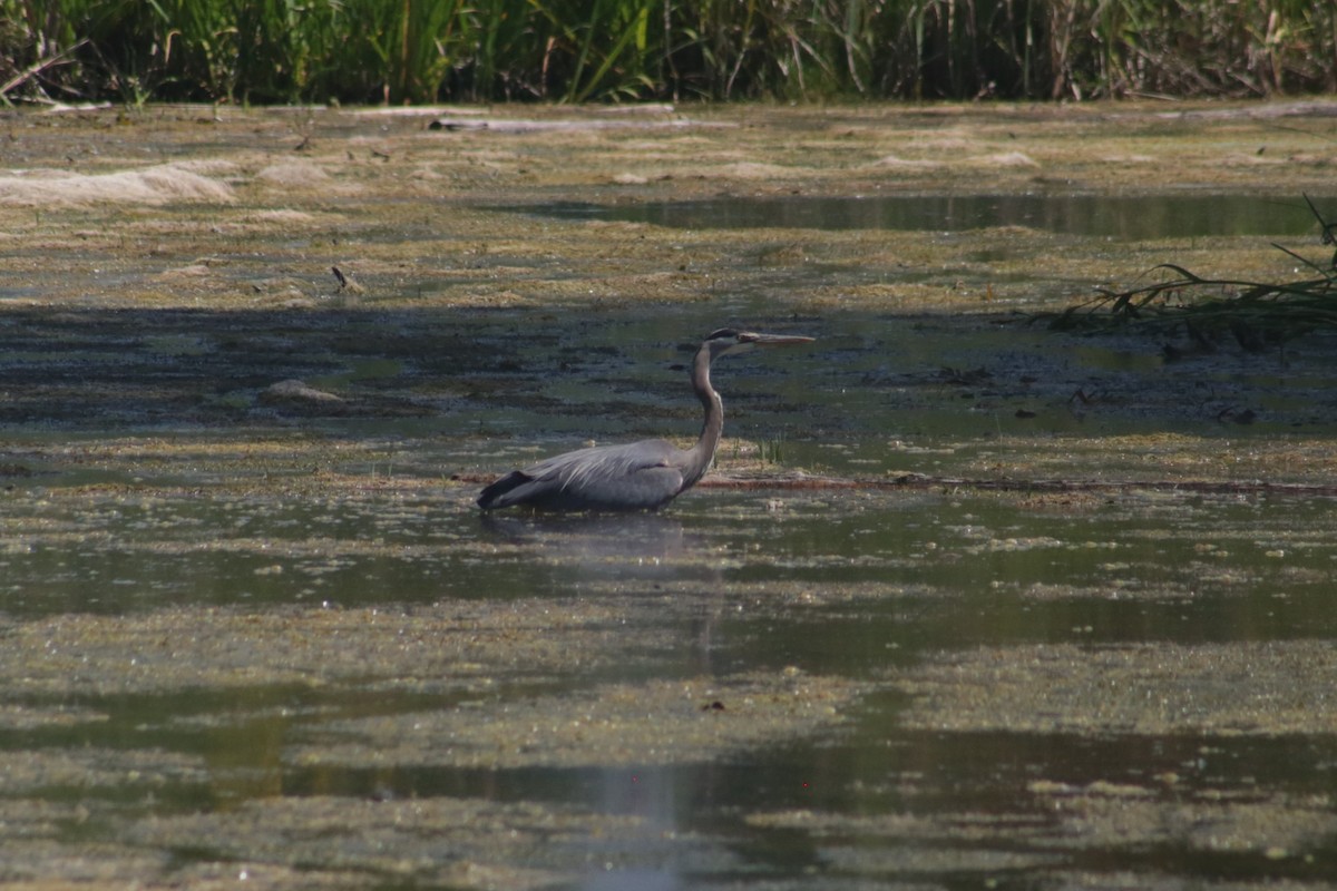 Great Blue Heron (Great Blue) - ML621326607